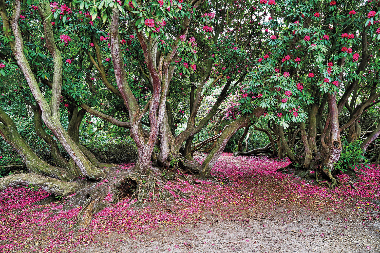 Sheringham Park